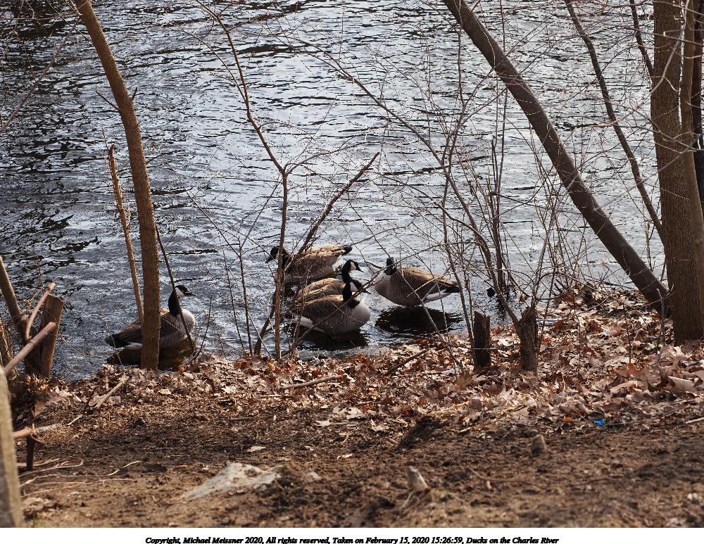 Ducks on the Charles River