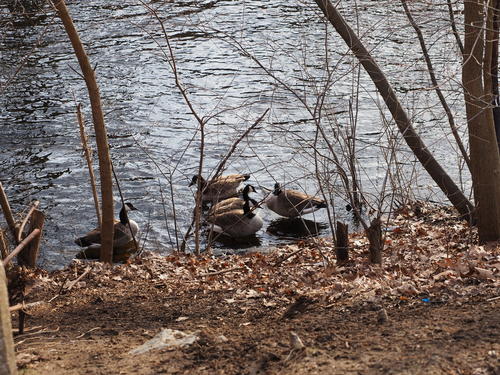 Ducks on the Charles River