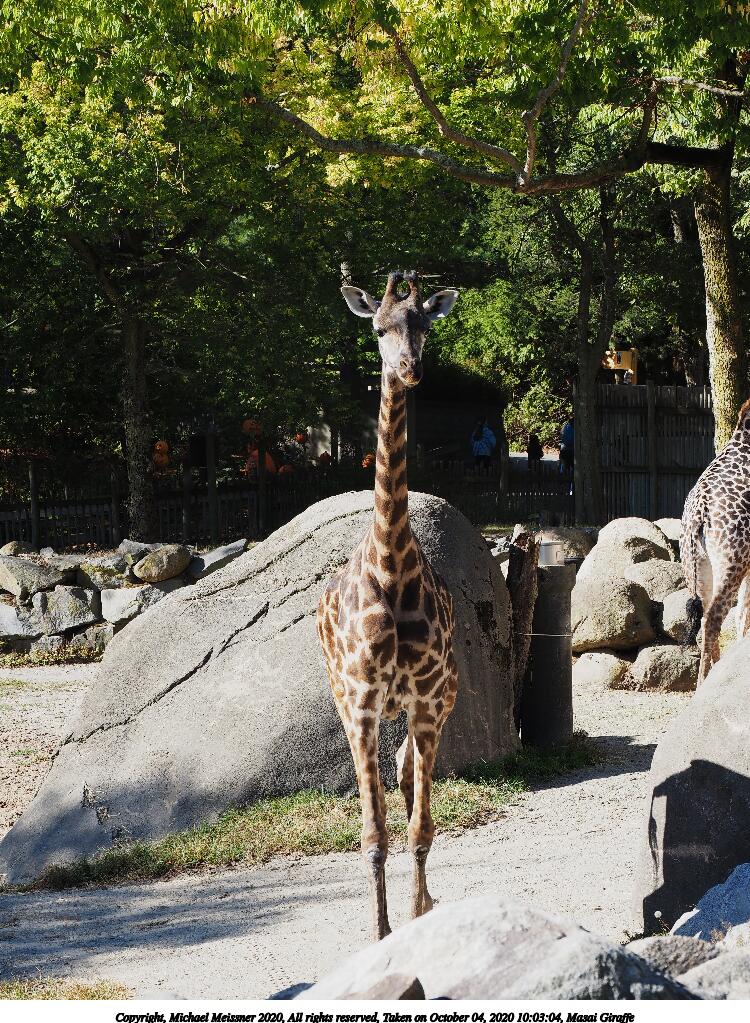 Masai Giraffe #9