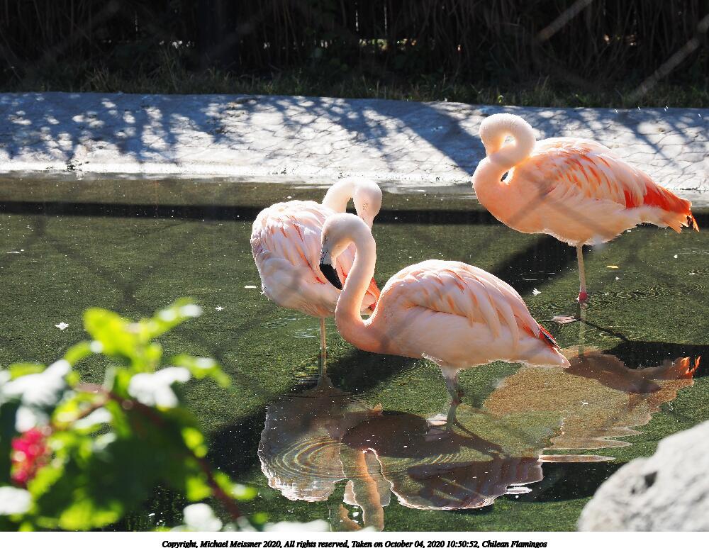 Chilean Flamingos #2