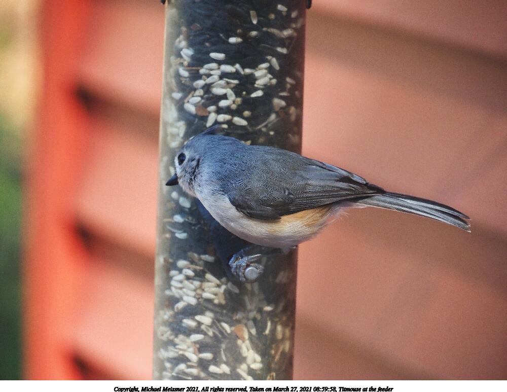 Titmouse at the feeder #5