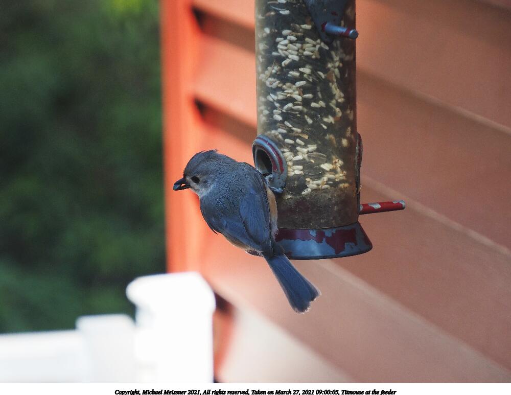 Titmouse at the feeder #6