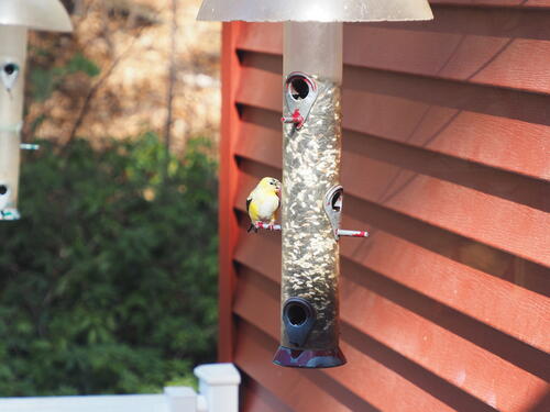 Finch at the feeder #2