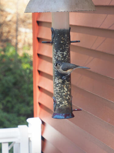 Titmouse at the feeder #3