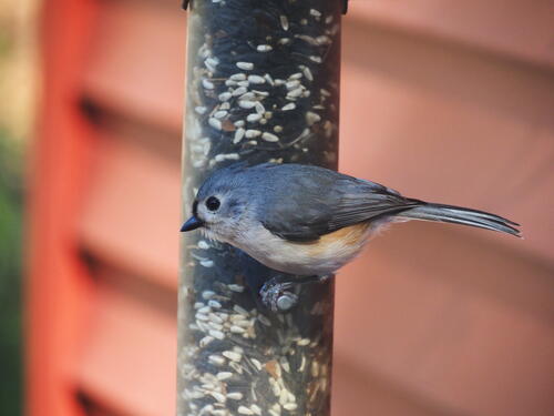 Titmouse at the feeder #4