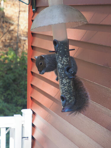 Squirrel at the feeder