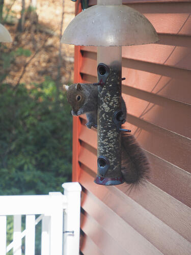 Squirrel at the feeder #4