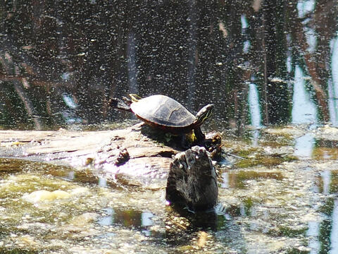 Turtle #2
