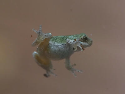 Frog on a glass door