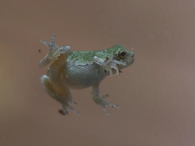 Frog on a glass door #2