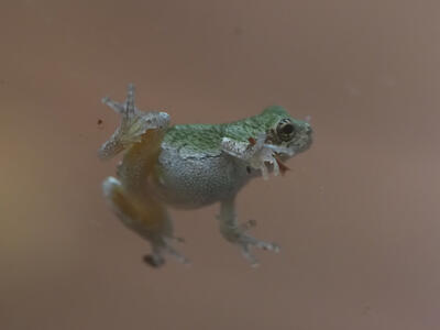 Frog on a glass door #3
