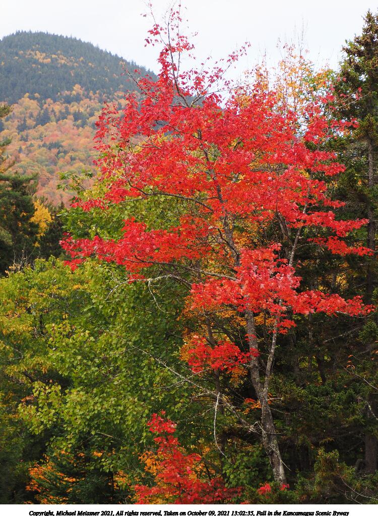 Fall in the Kancamagus Scenic Byway #8