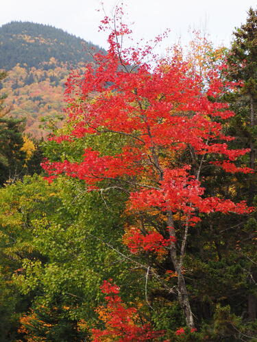 Fall in the Kancamagus Scenic Byway #8