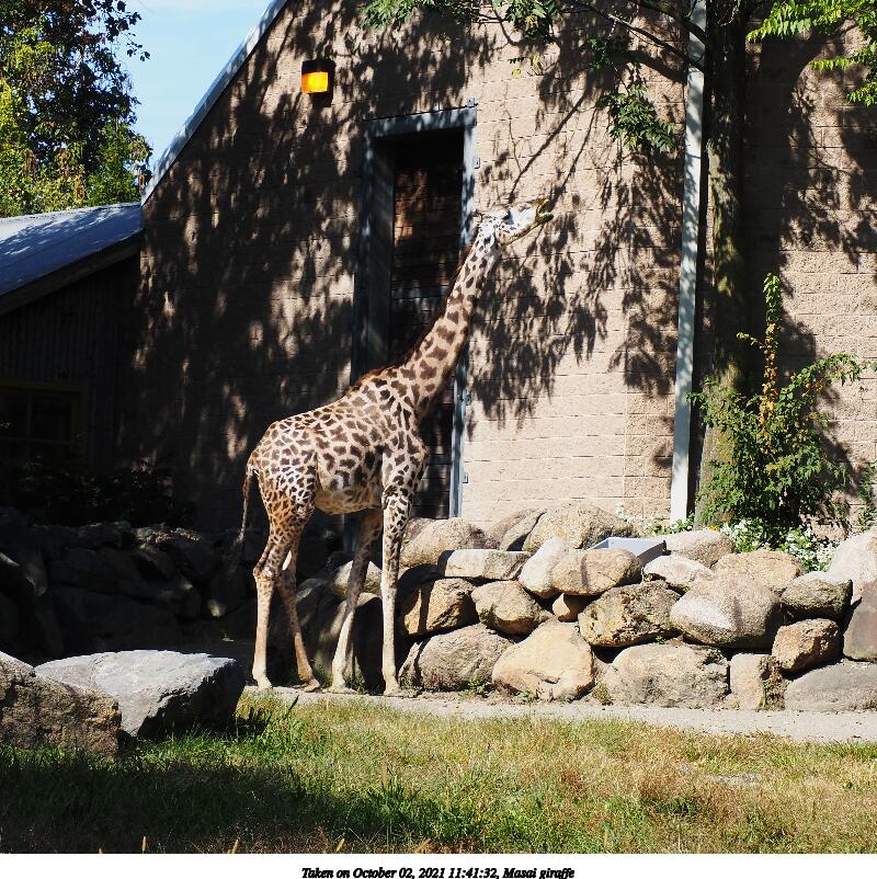Masai giraffe #6