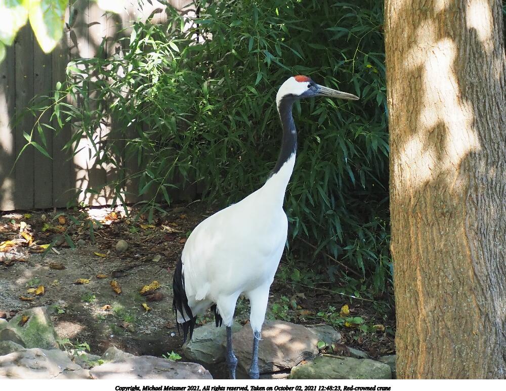 Red-crowned crane #2