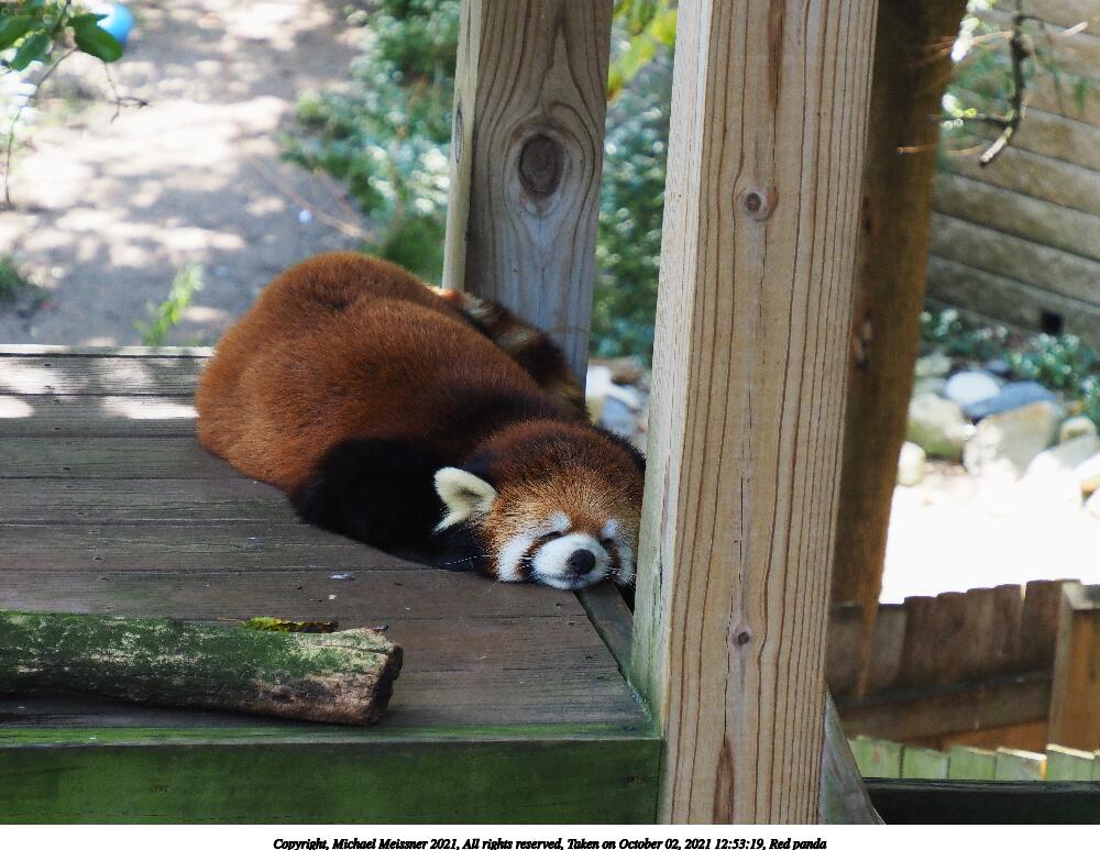 Red panda #2