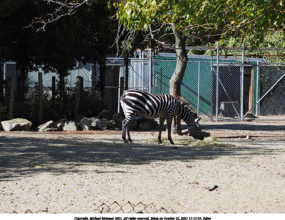 Zebra #5
