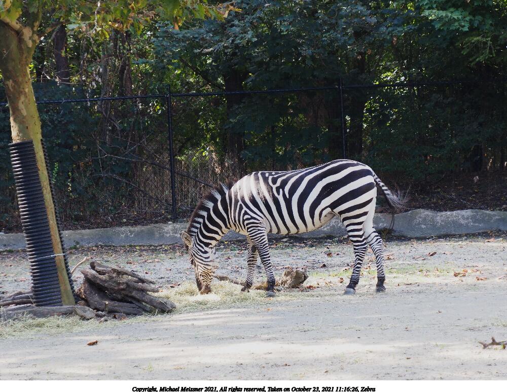 Zebra #6