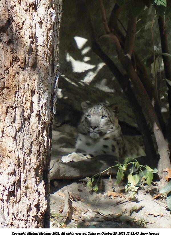 Snow leopard #7