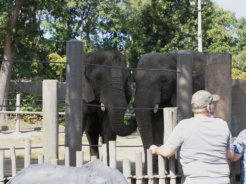 African elephants #2