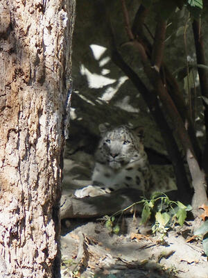 Snow leopard #7