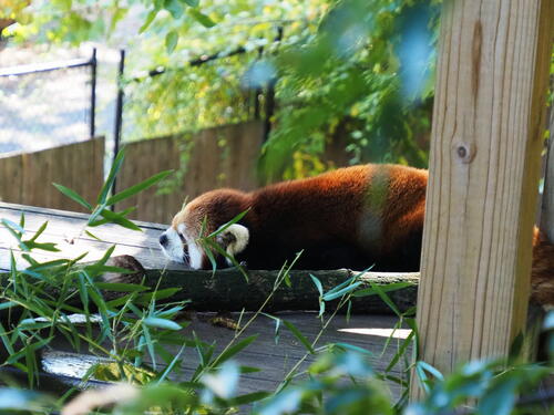 Red panda #3