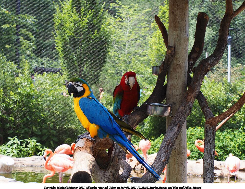 Scarlet Macaw and Blue and Yellow Macaw