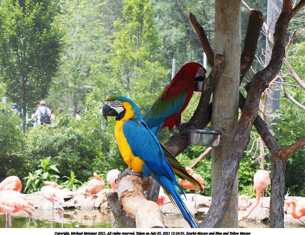 Scarlet Macaw and Blue and Yellow Macaw #3