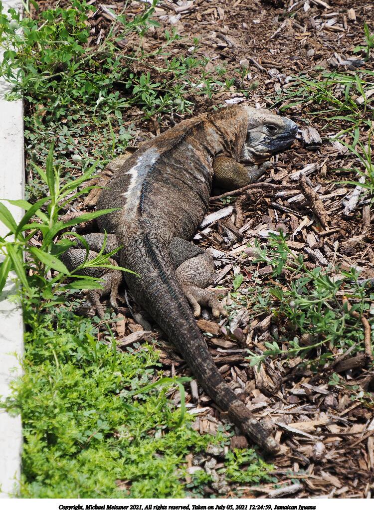 Jamaican Iguana