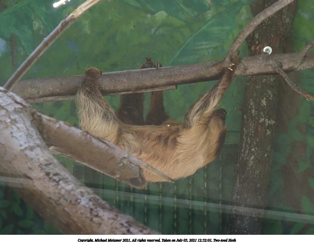 Two-toed Sloth #5