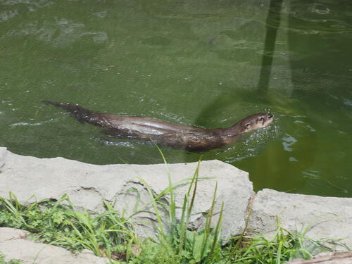 North American River Otter #2