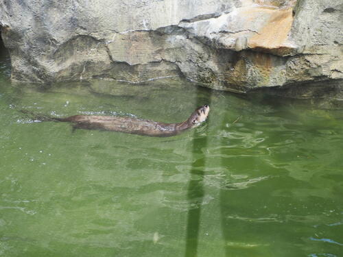 North American River Otter #5