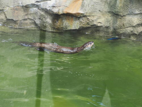 North American River Otter #6