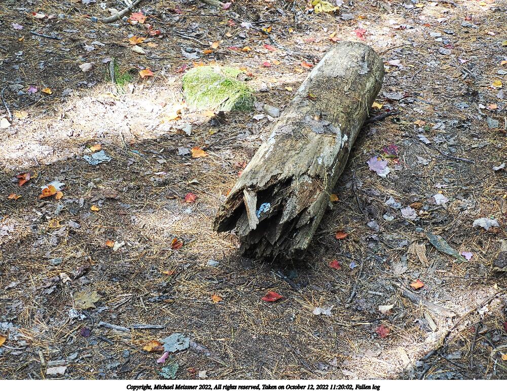 Fallen log #2