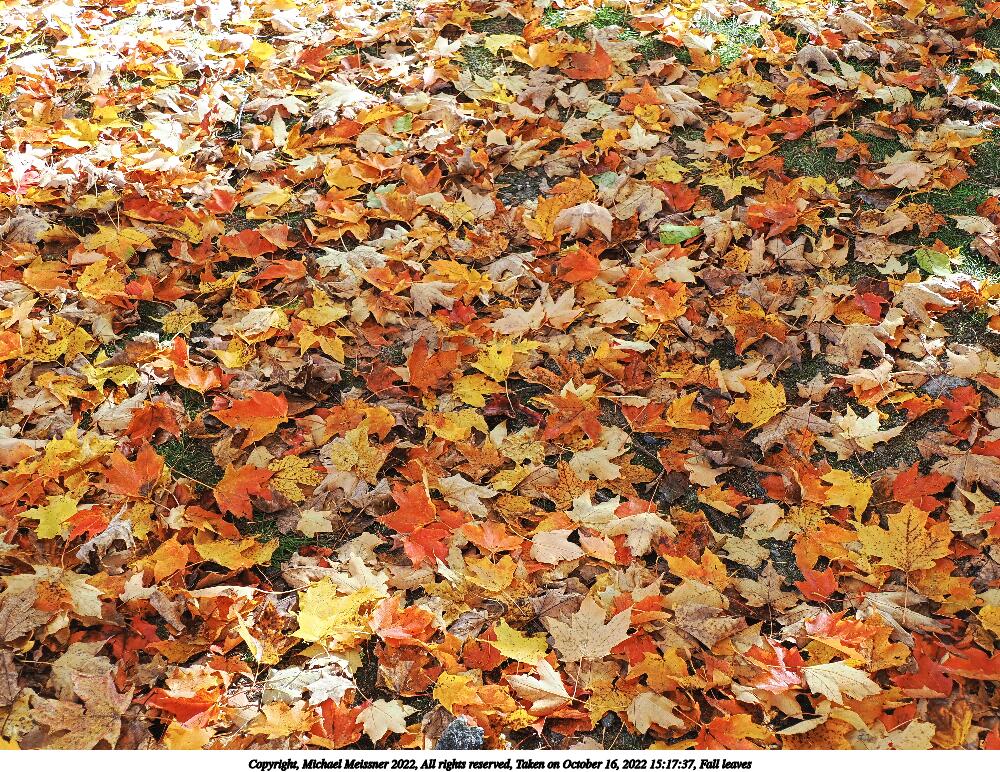Fall leaves #8
