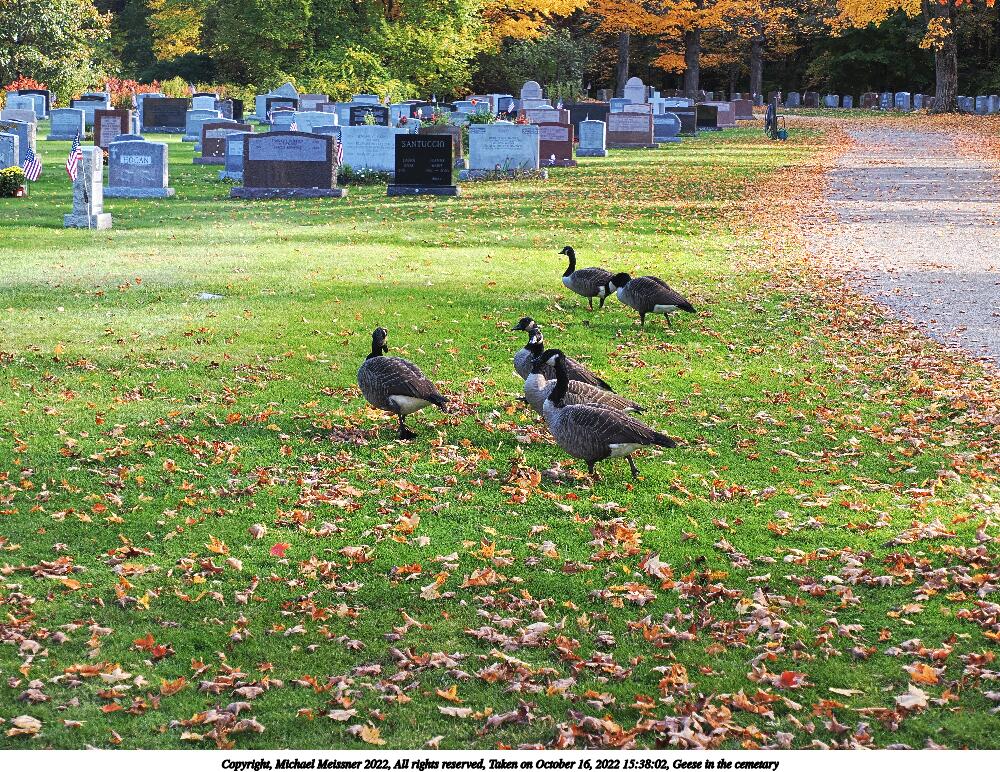 Geese in the cemetary #4