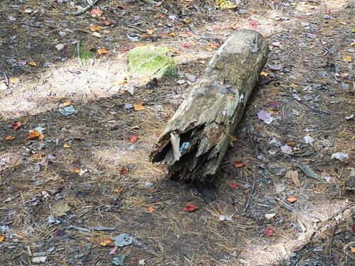 Fallen log #2