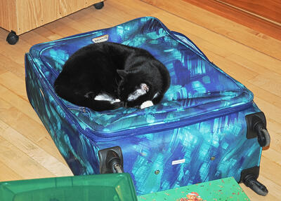 Nightwind on the suitcase holding Christmas lights #2