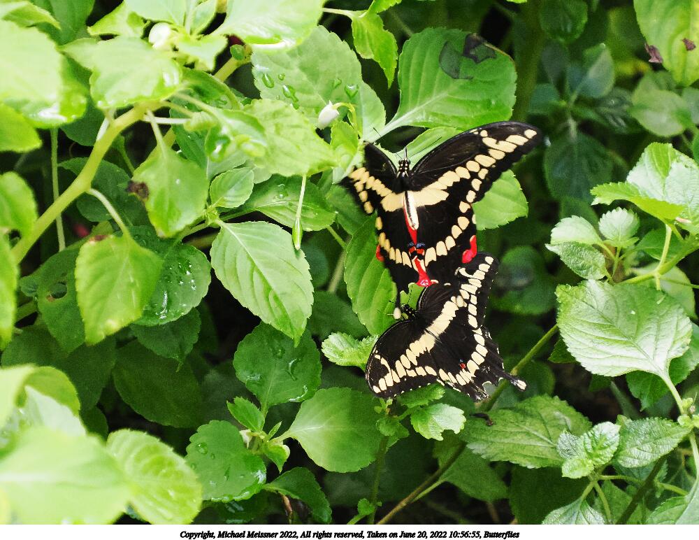 Butterflies #2