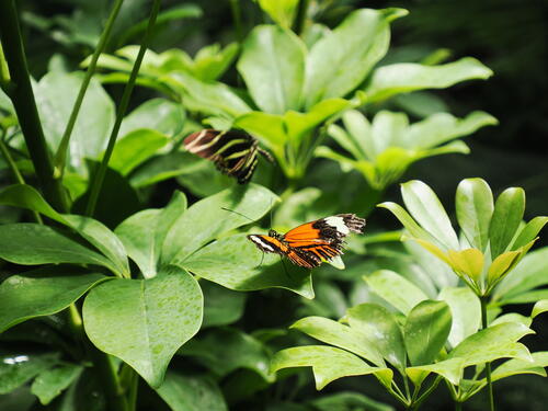 Butterfly #19