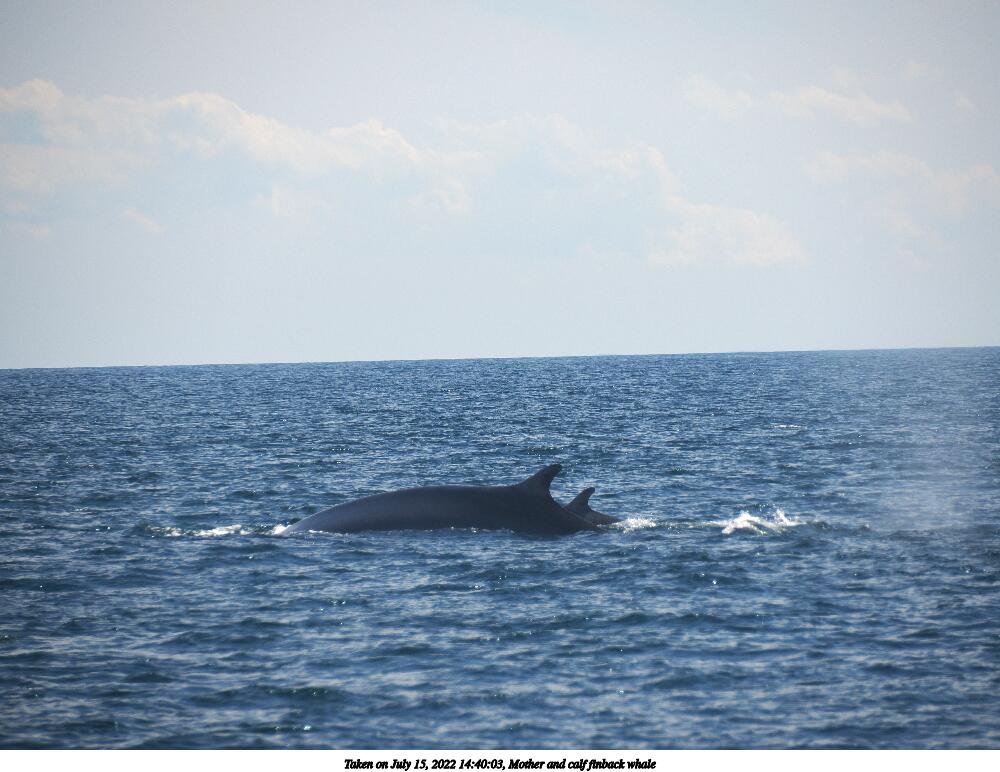 Mother and calf finback whale
