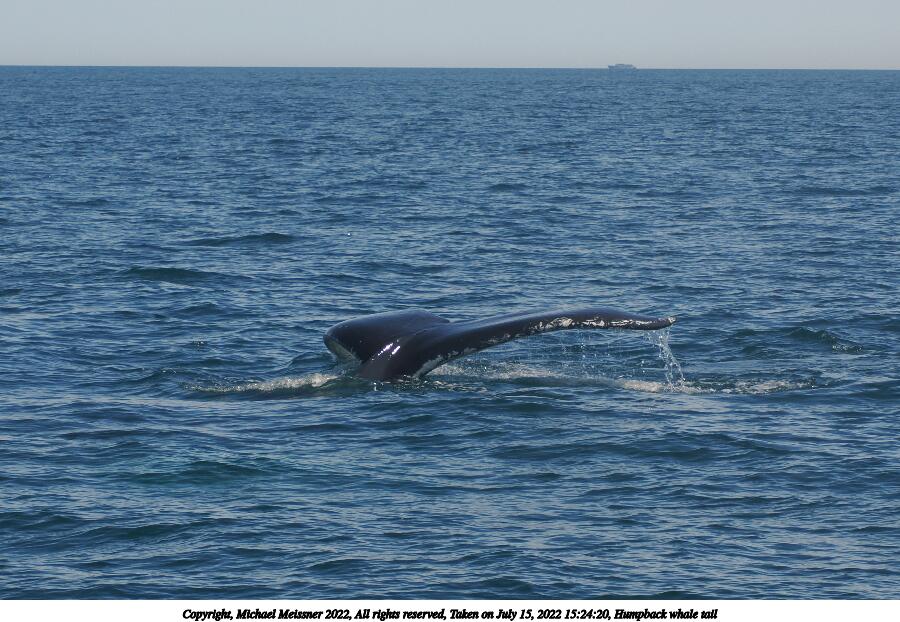Humpback whale tail #8
