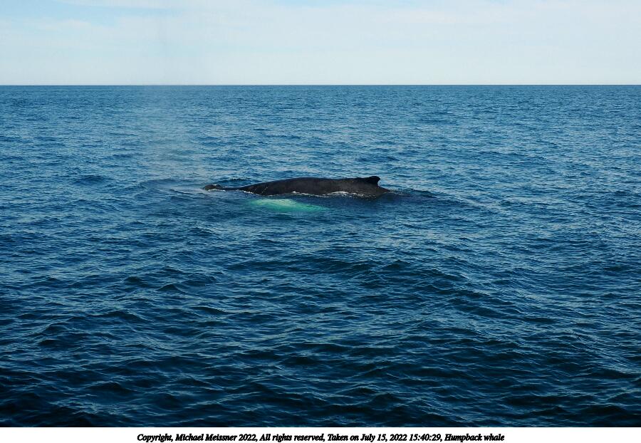 Humpback whale #3