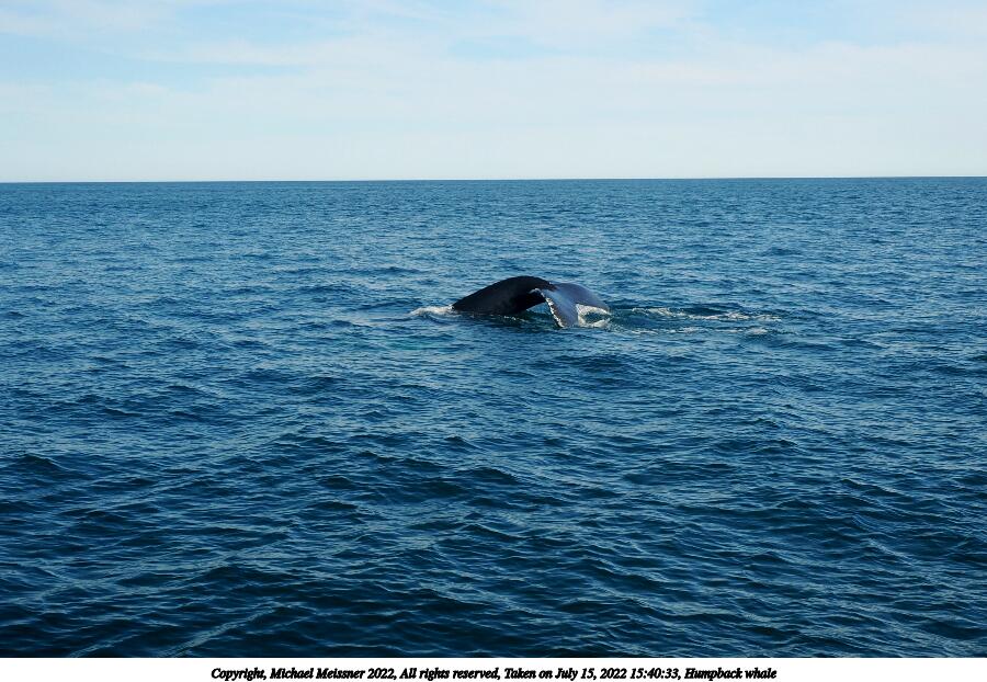 Humpback whale #5
