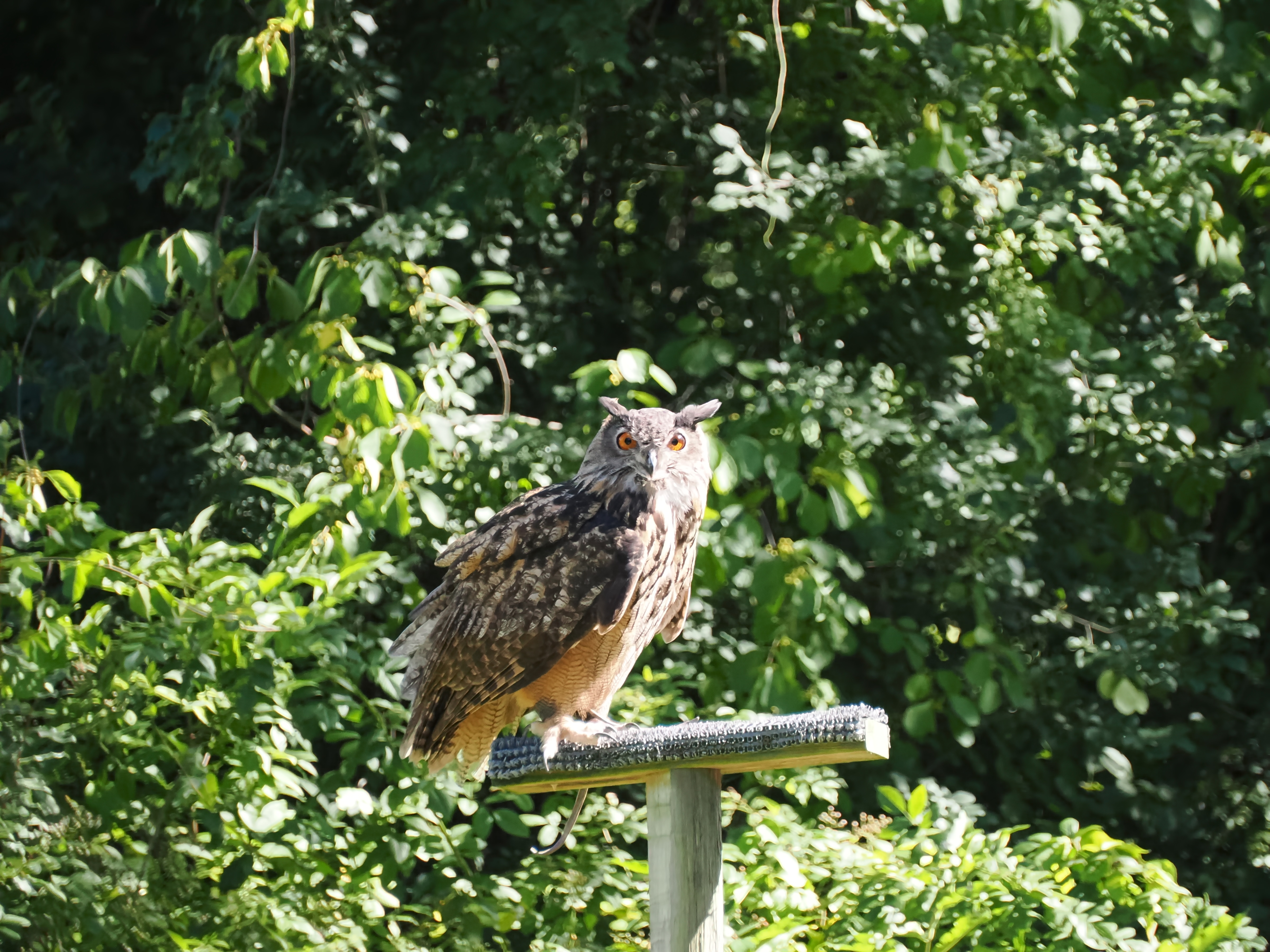 Eagle owl #5