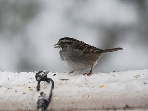 Sparrow #2