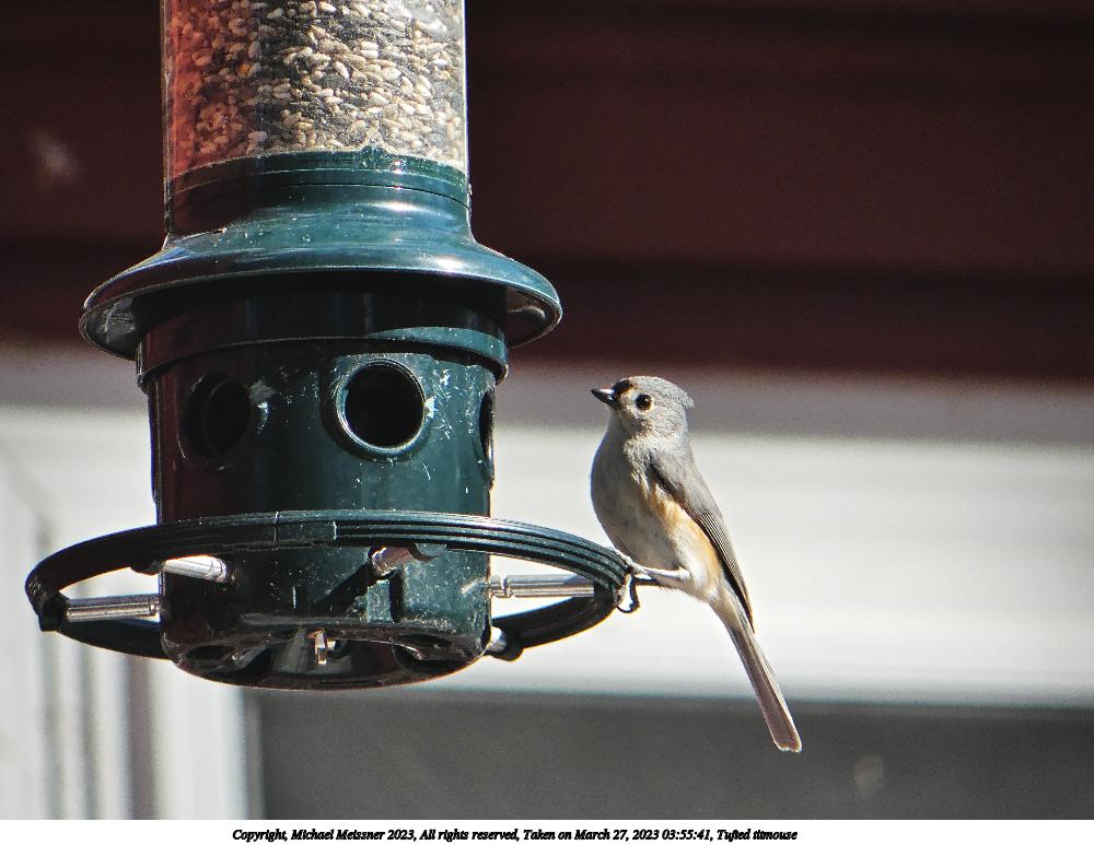 Tufted titmouse #2