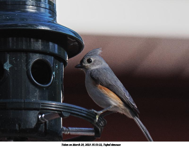 Tufted titmouse #7