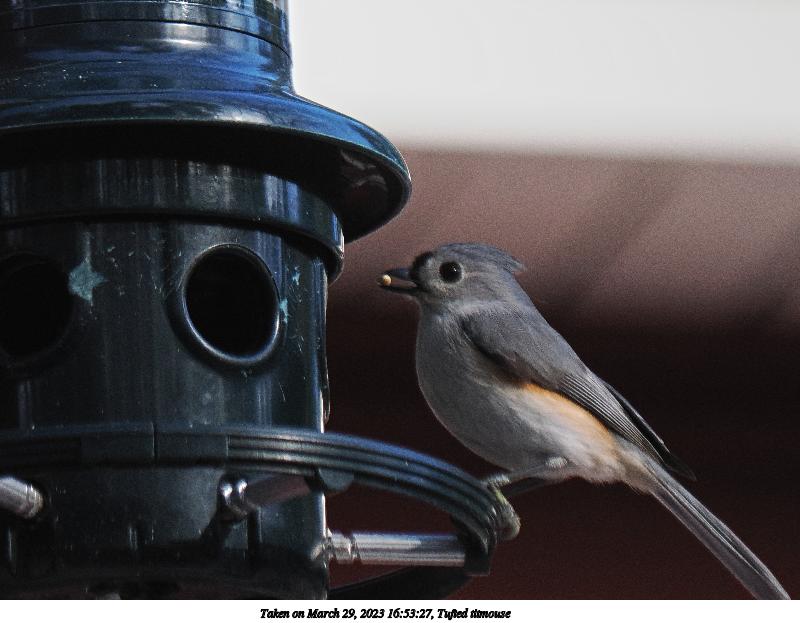 Tufted titmouse #9