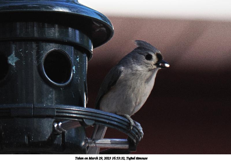Tufted titmouse #10